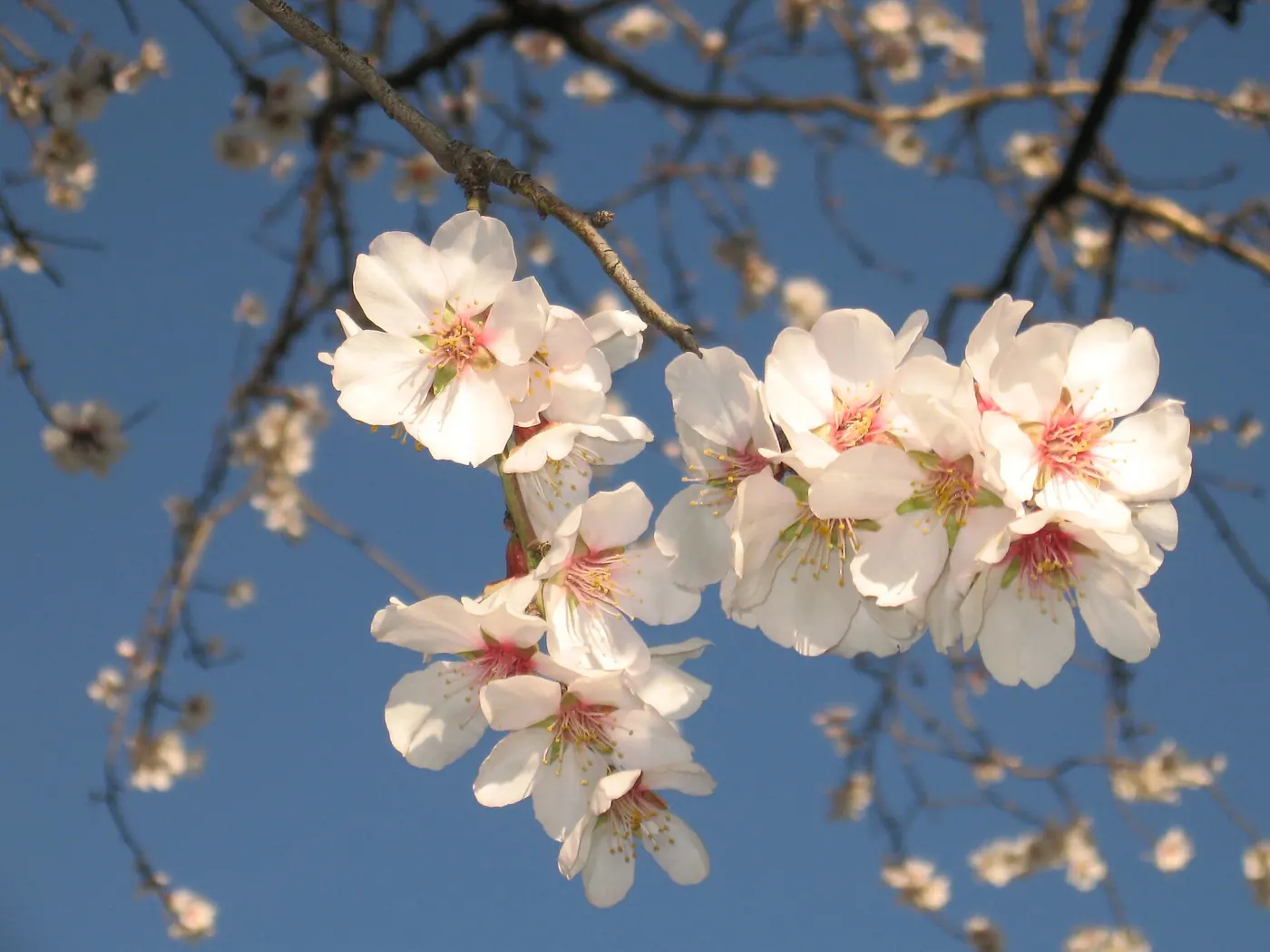 I fiori del mandorlo: nell'agrigentino la fioritura comincia già a fine gennaio