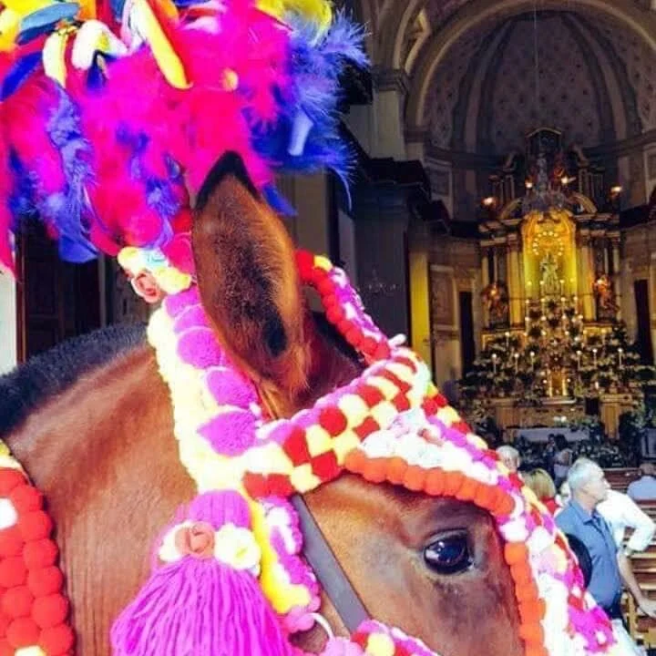 La testa di un cavallo bardato, con pennacchi e pompon colorati, dentro la chiesa davanti all'altare